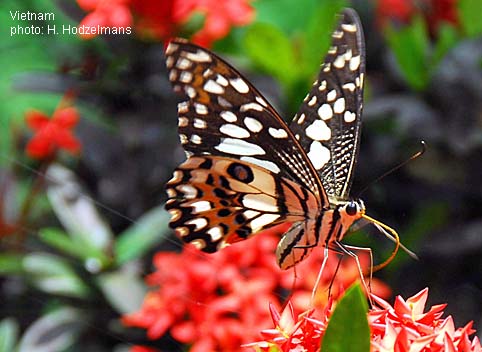 Papua Insects Foundation (Lepidoptera/Papilionidae/Papilio demoleus)